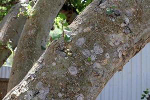 Texture of tree trunk and tree bark. photo