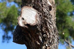 Texture of tree trunk and tree bark. photo