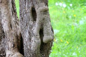 Texture of tree trunk and tree bark. photo