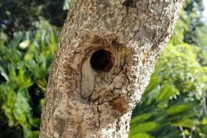 Texture of tree trunk and tree bark. photo