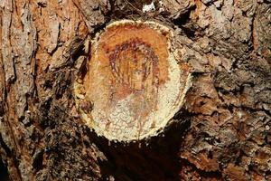 Texture of tree trunk and tree bark. photo