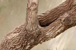 Texture of tree trunk and tree bark. photo