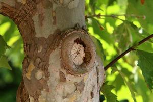 Texture of tree trunk and tree bark. photo