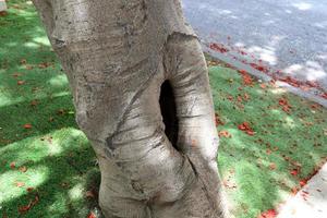 Texture of tree trunk and tree bark. photo