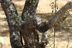 Texture of tree trunk and tree bark. photo