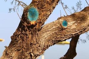 Texture of tree trunk and tree bark. photo