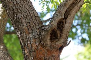 Texture of tree trunk and tree bark. photo