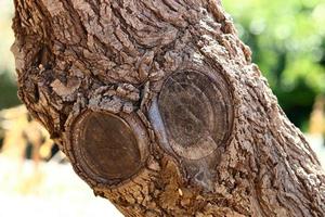 Texture of tree trunk and tree bark. photo