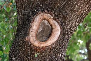 Texture of tree trunk and tree bark. photo