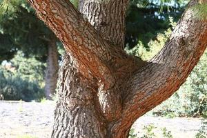Texture of tree trunk and tree bark. photo