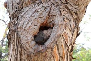 Texture of tree trunk and tree bark. photo