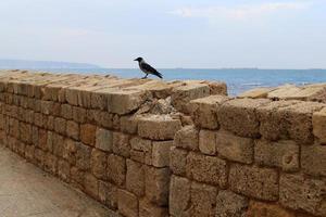 Stone wall of an ancient fortress on the seashore in Israel. photo