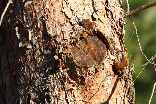 Texture of tree trunk and tree bark. photo