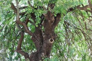Texture of tree trunk and tree bark. photo