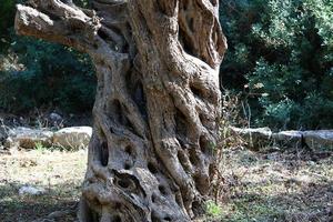 textura de tronco de árbol y corteza de árbol. foto