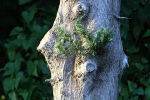 Texture of tree trunk and tree bark. photo