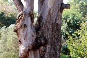 Texture of tree trunk and tree bark. photo