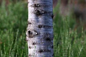 Texture of tree trunk and tree bark. photo