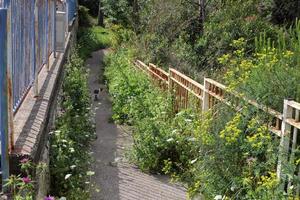 Green plants and flowers grow along the fence. photo