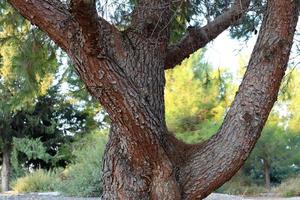 textura de tronco de árbol y corteza de árbol. foto