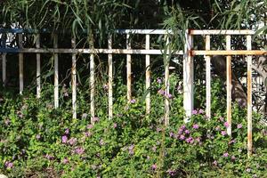 Green plants and flowers grow along the fence. photo