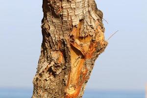 Texture of tree trunk and tree bark. photo