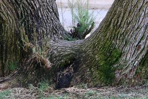 Texture of tree trunk and tree bark. photo