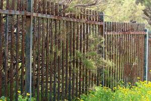 Green plants and flowers grow along the fence. photo