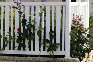 Green plants and flowers grow along the fence. photo