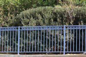 Green plants and flowers grow along the fence. photo