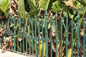 Green plants and flowers grow along the fence. photo