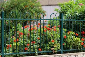 Green plants and flowers grow along the fence. photo