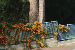 Green plants and flowers grow along the fence. photo