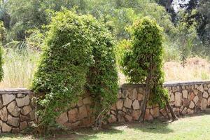 plantas verdes y flores crecen a lo largo de la valla. foto