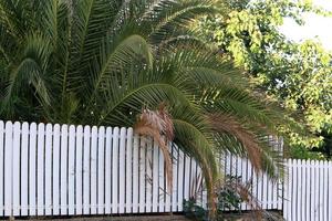 Green plants and flowers grow along the fence. photo