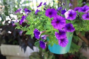 Close up petunia flowers in pot in garden with morning light. The side of exotic purple flowers bouquet. photo