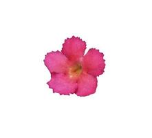 Flame violet or Episcia cupreata flowers. Close up small pink-purple flower isolated on white background. Top view exotic flowers. photo