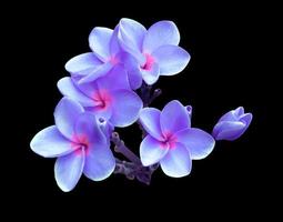 plumeria o frangipani o flor del árbol del templo. primer plano ramo de flores exóticas de plumeria rosa-púrpura aislado sobre fondo negro. foto