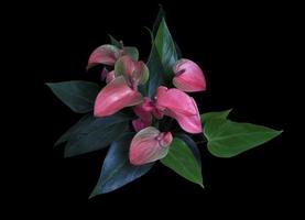 Flamingo flower or Pigtail Anthurium flower bouquet. Close up exotic pink-purple flower on green leaves isolated on black background.