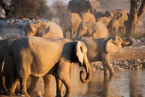 Elephants in a waterhole during sunset photo