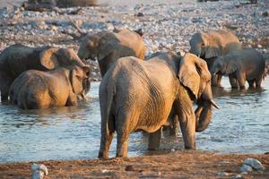grupo de elefantes africanos en un pozo de agua con luz de puesta de sol foto