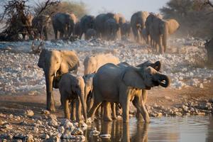 grupo de elefantes africanos cerca de un pozo de agua foto