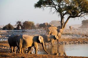 Elephants near a waterhole in Namibia photo