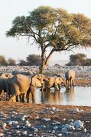 Beautiful landscape with herd of elephants in a waterhole photo