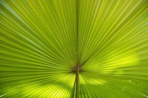 Tropical Natural green palm leaves pattern texture abstract background photo