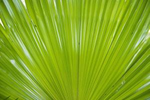 Fondo abstracto de textura de patrón de hojas de palma verde natural tropical foto