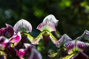 Paphiopedilum of Orchid flower photo