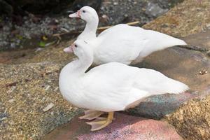 Two white duck standing photo