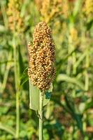 Sorghum in field of feed for livestock photo