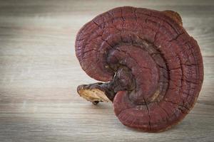 Ganoderma Lucidum Mushroom on wood background photo